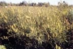 Crotalaria ochroleuca