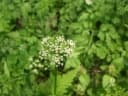Oenanthe javanica