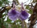 Vitex mombassae