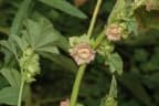Malva parviflora