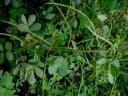 Senna obtusifolia