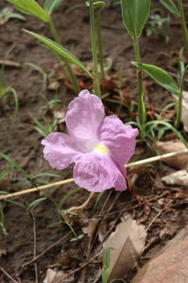 Siphonochilus aethiopicus