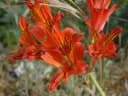 Alstroemeria ligtu