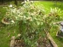 Rubus rosifolius