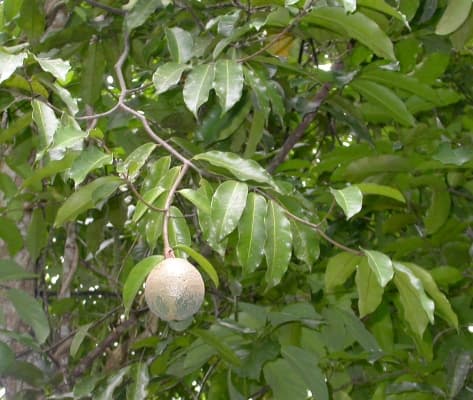 Clitandra cymulosa