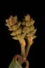 Gnetum gnemon