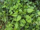 Rubia cordifolia