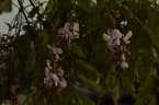 Millettia rhodantha
