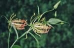 Gloriosa superba