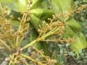 Sterculia urens