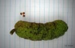 Milicia excelsa