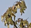 Butea monosperma