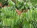 Carapa guianensis