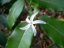 Landolphia parvifolia