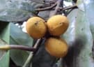 Myristica dactyloides