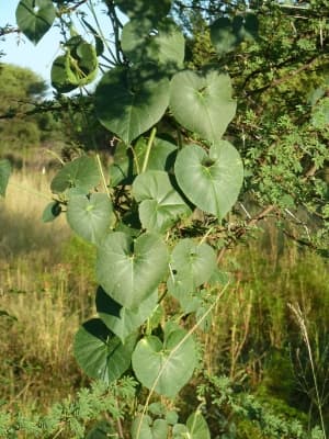 Pergularia daemia
