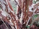 Psidium guineense