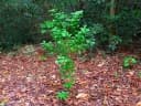 Stachytarpheta indica