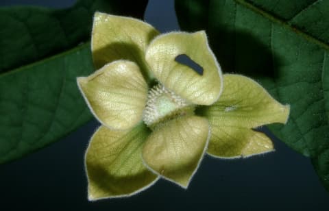 Uvaria afzelii