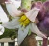Solanum quitoense