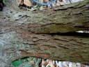 Baccaurea motleyana