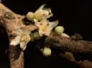 Synsepalum brevipes