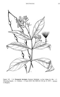 Parameria laevigata