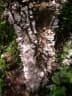 Zanthoxylum chalybeum