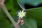 Colubrina arborescens