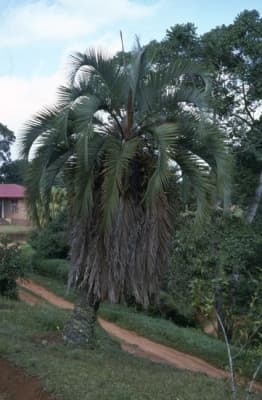 Butia eriospatha