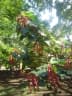 Acalypha hispida