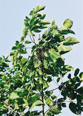 Lannea antiscorbutica