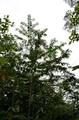 Duabanga moluccana