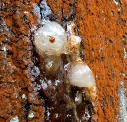 Copaifera multijuga