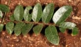 Phyllanthus muellerianus