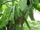 Vanilla planifolia