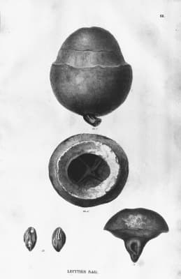 Lecythis lanceolata