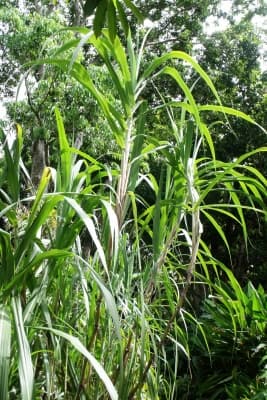 Saccharum edule