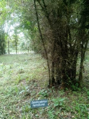 Dendrocalamus hamiltonii