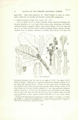 Persea schiedeana