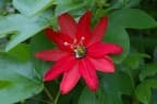 Passiflora manicata