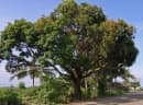 Mangifera laurina