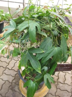 Hodgsonia macrocarpa