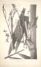 Calamus manillensis