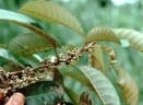 Chrysophyllum albidum