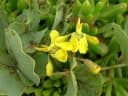 Tylosema esculentum