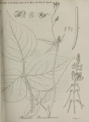 Vigna umbellata