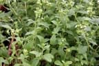 Stevia rebaudiana