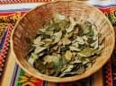 Erythroxylum coca