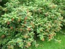 Lantana camara